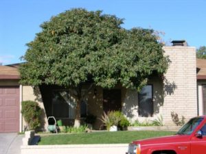 Trees are excellent at blocking sunlight.